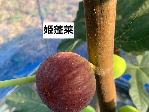 イチジク3種食べ比べ 糖度18%以上 ねっとり甘い 樹上完熟 朝採れイチジク800g(バナーネ・姫蓬莱・ヌアールドカロン) 栽培時農薬不使用