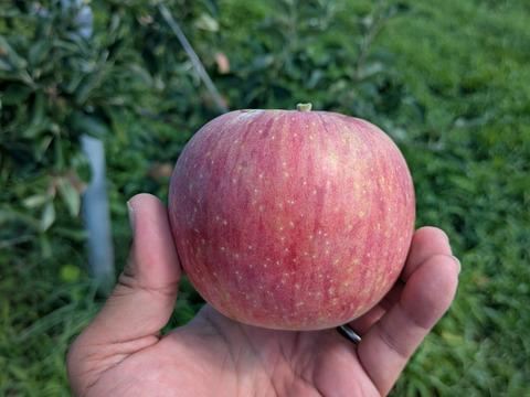 みずみずしい「シナノリップ」（自家用）5㎏