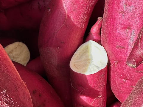 べにはるか　サツマイモ　新芋　掘りたて　　3kg