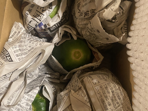 奄美大島産○青パパイヤ1.2キロ(2〜3個)農薬不使用栽培○万能野菜ご家庭用