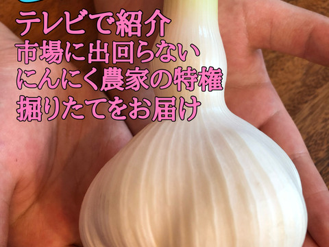 【テレビ1泊家族で紹介】市場に出回らない👀❗️青森生にんにく3玉【月1000箱売れてます✨】