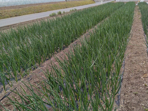 加熱でトロトロ！『ケル玉』L~２L　５キロ