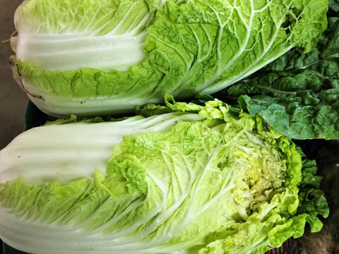 お楽しみ★農園自慢の情熱野菜セット　18袋　発送タイミングおまかせ　フードロス対策　パチャママ農園