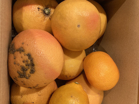 箱込約2㌔　国産ピンクグレープフルーツ 奇跡の収穫