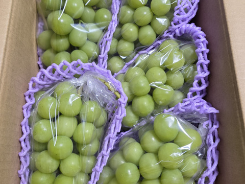 人気NO.1商品！！2025年★冷蔵★３㎏ ４～６房★大人気！種なしシャインマスカット★朝どれ　９月上旬より順次発送！生産量日本一の山梨県産★