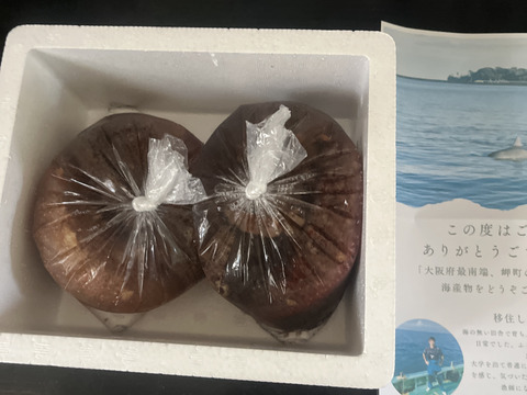 漁師直送！！赤ナマコ 海鼠（なまこ）1kg（3〜6個）【大阪最南端 岬町産】