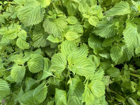 自然農法栽培農薬不使用　大葉　青シソたっぷり１００枚とサービス夏野菜セットでお届けいたします。８月半ばまで。