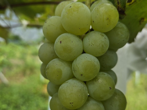 生でもジュースでも！面倒だけどクセになるナイアガラ１キロ