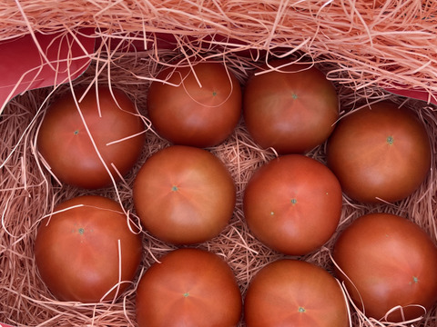 ～春夏秋冬～秋もトマトを楽しみましょう！ぜいたくトマト《秋の陣》