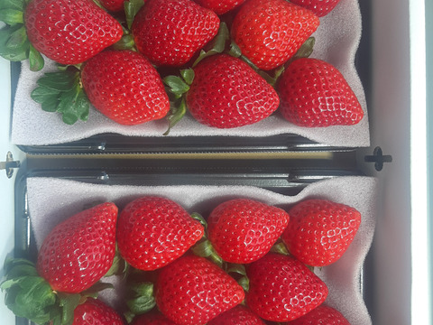 あまりん 7粒～15粒