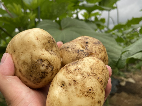 期間限定　箱一杯！訳あり旬の高原夏野菜セット　B品 (kyuuri)