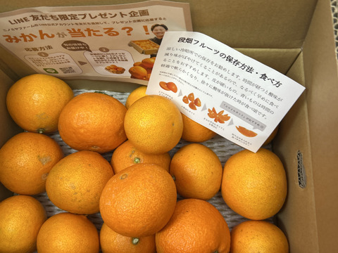 【数量限定】とろけるゼリー食感！段畑まどんな　(4キロ　ご家庭用) 段畑マドンナ(紅まどんなと同品種)