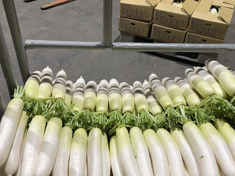 人気新品 三浦農家直送！青首大根Lサイズ10本：神奈川県産の野菜｜食べ 野菜
