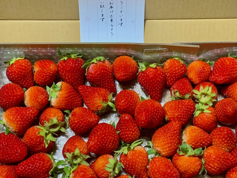 生の風味をお届け。気にしない方限定🍓バラ詰苺BOX（約1000g）大きさ形