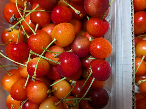 山形県産さくらんぼ　佐藤錦　1kg