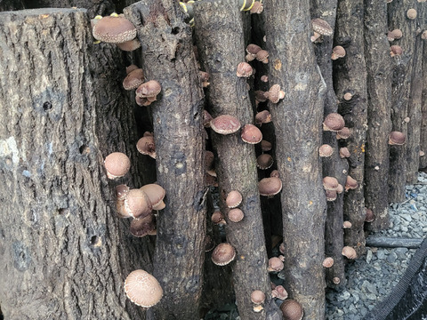 【原木乾燥椎茸スライス】「京ぽんぽん」（75g）　京都府産　原木栽培　農薬不使用