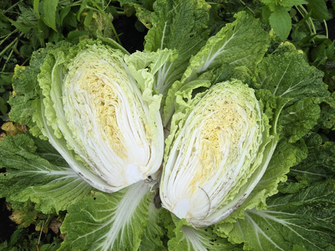 白菜　2玉