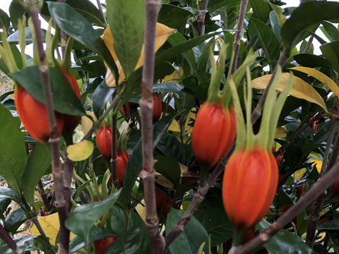 国産乾燥クチナシ100g×4袋