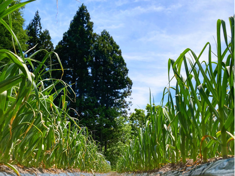 【先行予約】青森県田子町産にんにく2kg【限定販売】