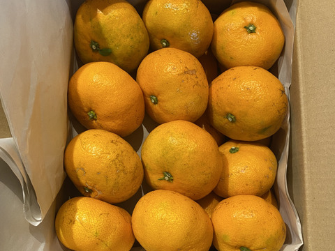 【農薬不使用の自然栽培】みかん2kg（箱込み)