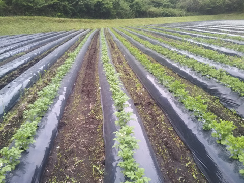 吉原ファームのわがままセット