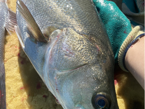天然マダカ【車海老を食べて育ちました】