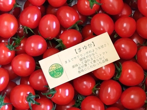 【まるでサクランボ】皮が口に残らない！子どもがパクパク食べる、フルーツのような甘さのミニトマト「まゆか」１.７㎏箱