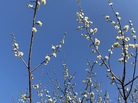夏本番前に！！　梅干し3個