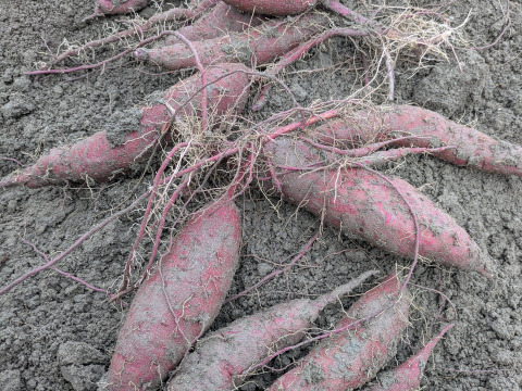 【規格外】鮮やかな紫色！紫芋（あやむらさき）4kg　特大