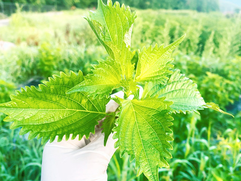 1kg【朝摘み直ぐ発送】農薬不使用香りと鮮度が違う！極上の青紫蘇！