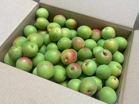 6月11日出荷限定！【小田原産  黄色味がかった梅・品種ミックス】3ｋ
梅シロップ、梅酒に最適！新鮮もぎたて直送！神奈川県は小田原辻村農園・山林.
2024年天皇杯受賞の農園・山林です！
