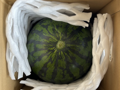 シャリっと食感　大玉スイカ(8kg〜9kg)