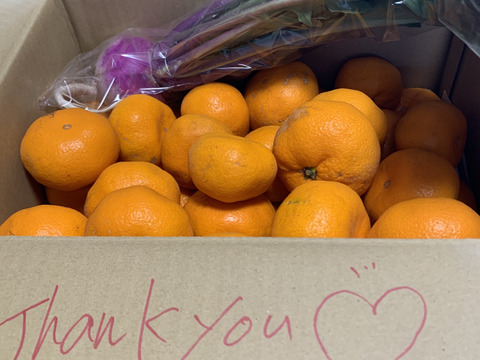 【感謝割】"完熟貯蔵”ずっしり濃いコク！青島みかん🍊箱込み5ｋｇ