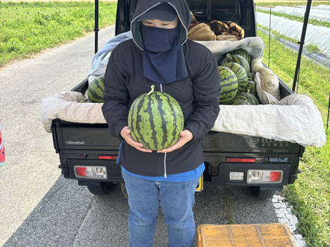 朝採り 羅皇ザ・スウィート すいか【家庭用・訳あり】福岡県朝倉産 ※糖度約11.5度以上の希少品