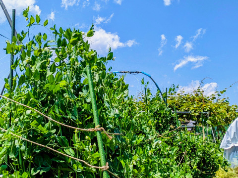 ＜自然栽培のスナップエンドウ　３００ｇ＞肥料不使用、農薬も不使用、固定種の自家採種で甘々！とにかく美味の≪スナップエンドウ≫を八ヶ岳南麓よりお届します