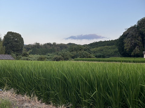 【限定100枠・予約受付中　蛍が舞う清流の恵み】奈良五條産ひとめぼれ5kg◆炊きたて極上のツヤと甘み