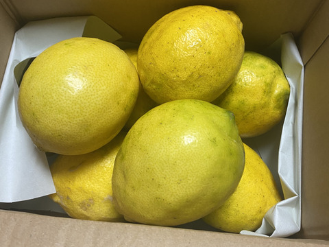 レモンの王様◆璃の香レモン◆農薬不使用◆2kg