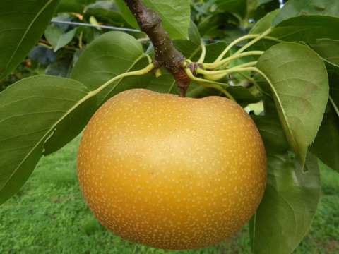 【鳥取県産】和梨・洋梨食べ比べセット　約3kg