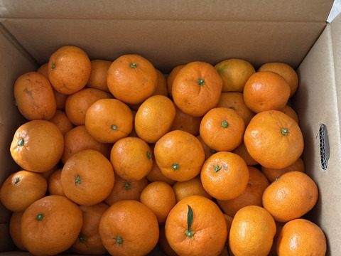 【貯蔵熟成ミカン】完熟早生ミカン 5㎏。サイズ混合。