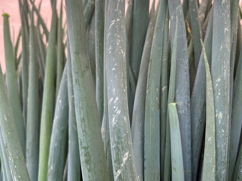 ★★売れてます★★　京都･山城　京野菜「山城のねぎ」100g×5袋【訳あり】