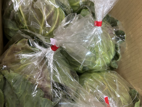 【期間限定！】大人気♪甘くて柔らか美味しさ感動級♪グリーンボール５玉