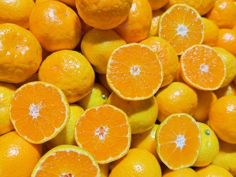 果汁たっぷり、この味衝撃！　ゆら早生　由良【中玉　3kg】