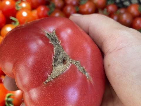 【加工用】トマト約4kg (約18〜40.玉)【福岡県産トマト】🍅  【母の日ギフト】