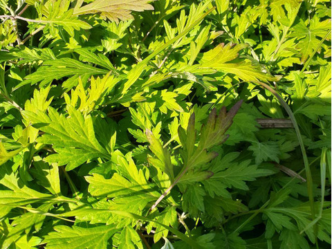 手摘み　春　よもぎ　フレッシュ　500g　農薬・化学肥料・除草剤不使用