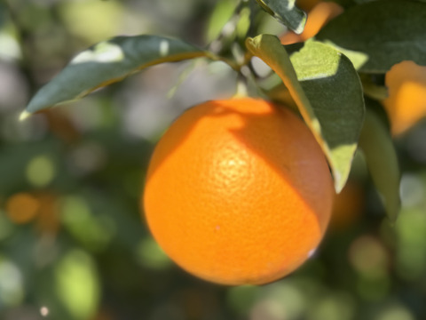 ブラッドオレンジ　モロ