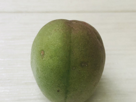 ご予約受付中！　紀州南高梅　梅干用完熟梅【粒大４L】3ｋｇ（少し傷あり）６月下旬発送予定