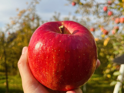 《予約商品》12月上～中旬   綺麗な葉とらずサンふじ 10キロ箱 24～36玉