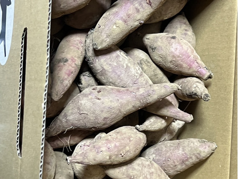 島育ち！東京都産『ちびっこさつまいも』2kg