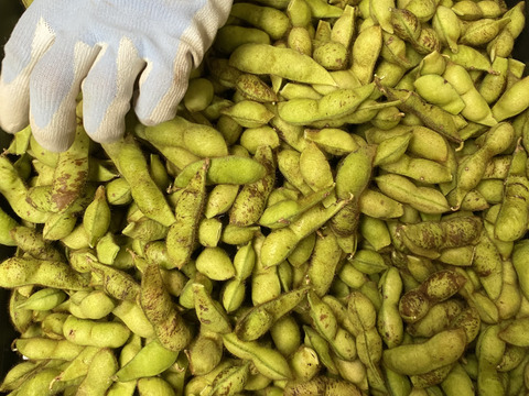 丹波篠山産　農薬不使用　黒枝豆　食べ納め