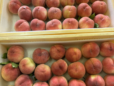 桃『訳あり品』『ご家庭用』品種おまかせ　3kg